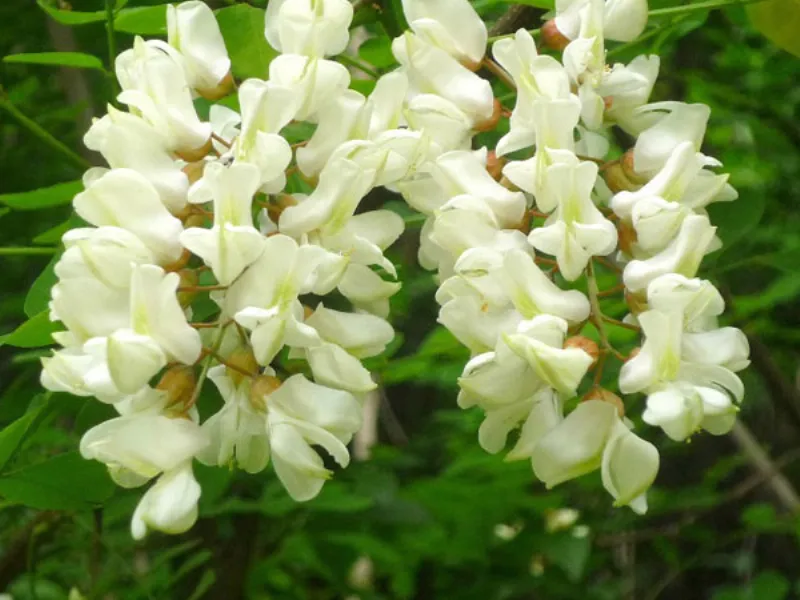 fiori di acacia