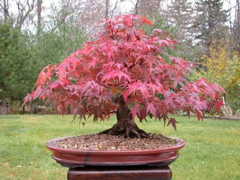 acero giapponese bonsai