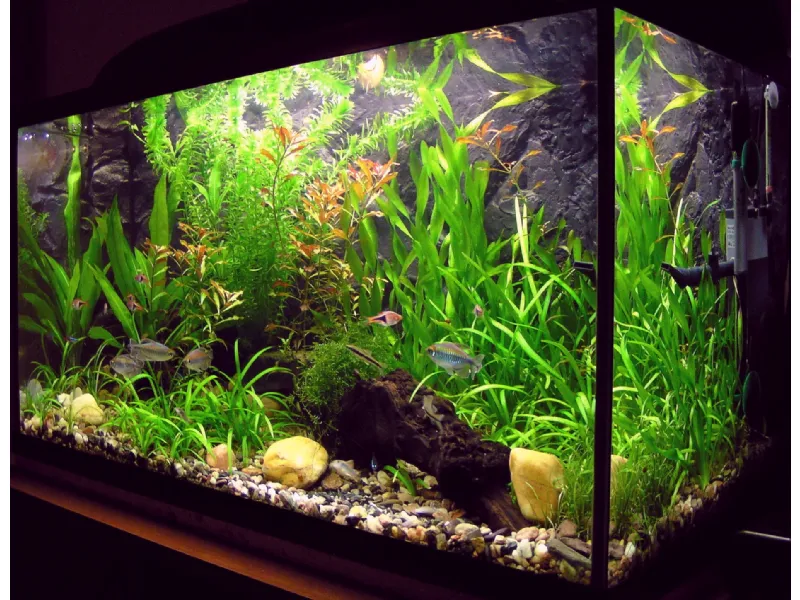 Acquario in vetro
