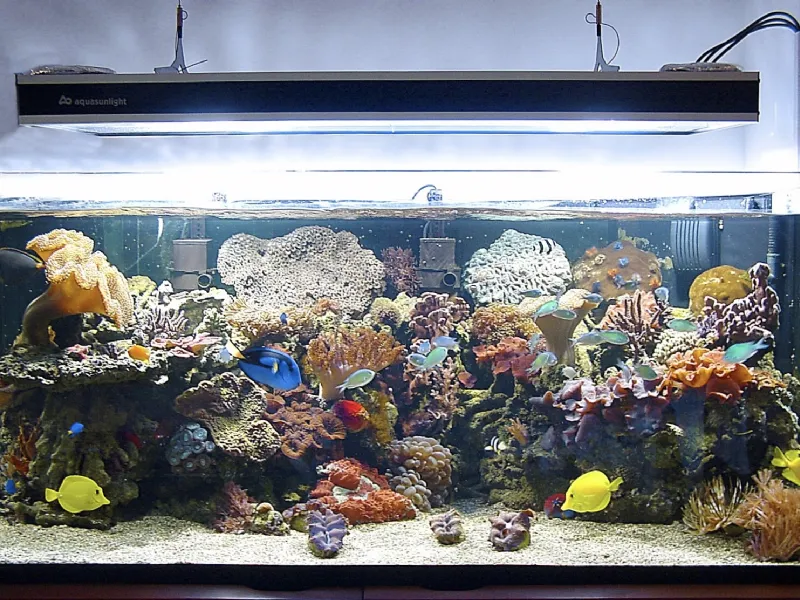 Illuminazione di un acquario
