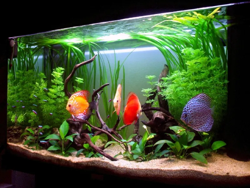 Acquario