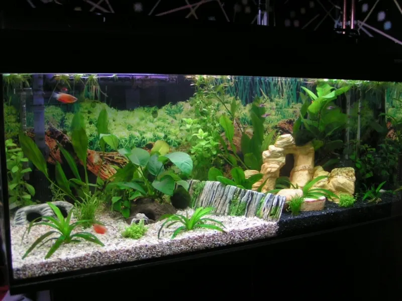 Acquario marino
