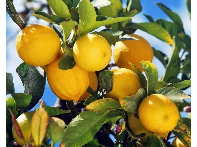 limoni