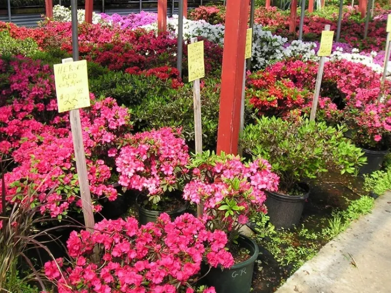 Azalea cura