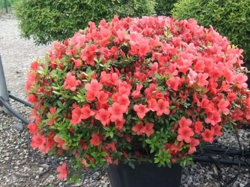 Azalea pianta