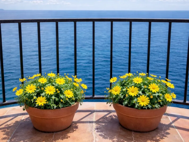 Balcone fiorito: vasi con margherite Euryops