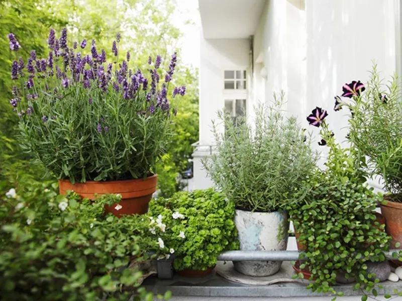 Idee per un balcone fiorito