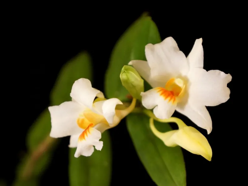 Orchidea bianca Dendrobium