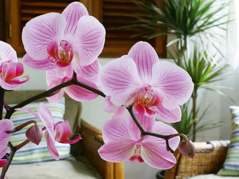 Orchidea Phalaenopsis di colore rosa