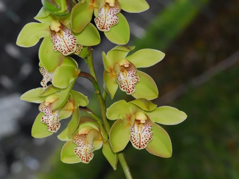 Un esemplare di orchidea Cymbidium da esterno