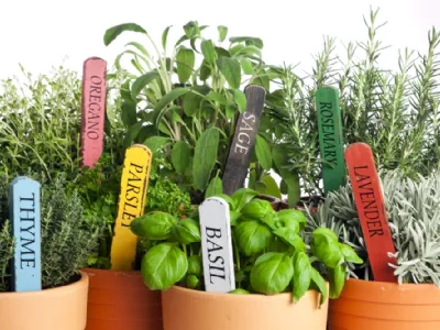 erbe aromatiche