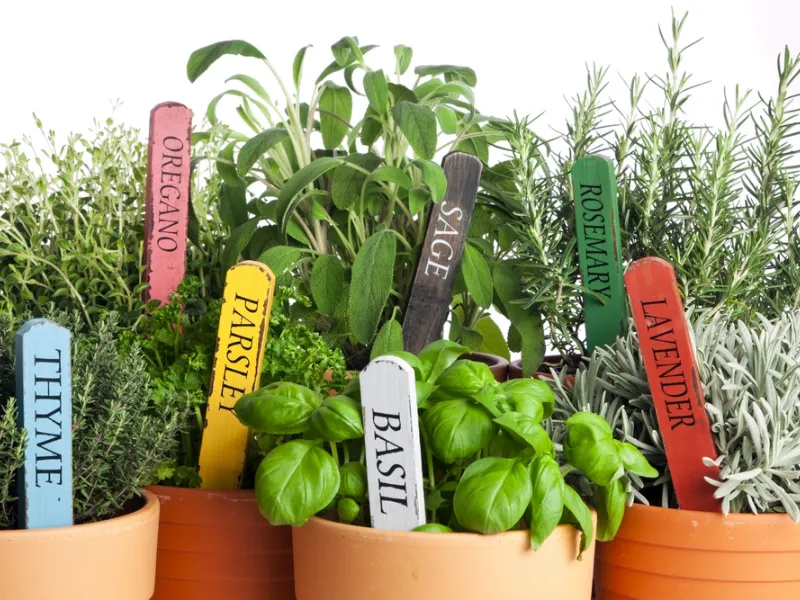 erbe aromatiche