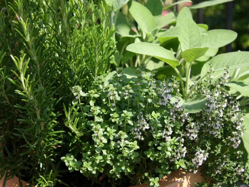 erbe aromatiche