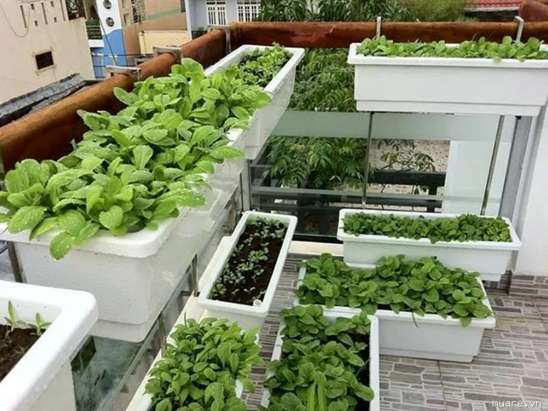 Orto casalingo sul balcone