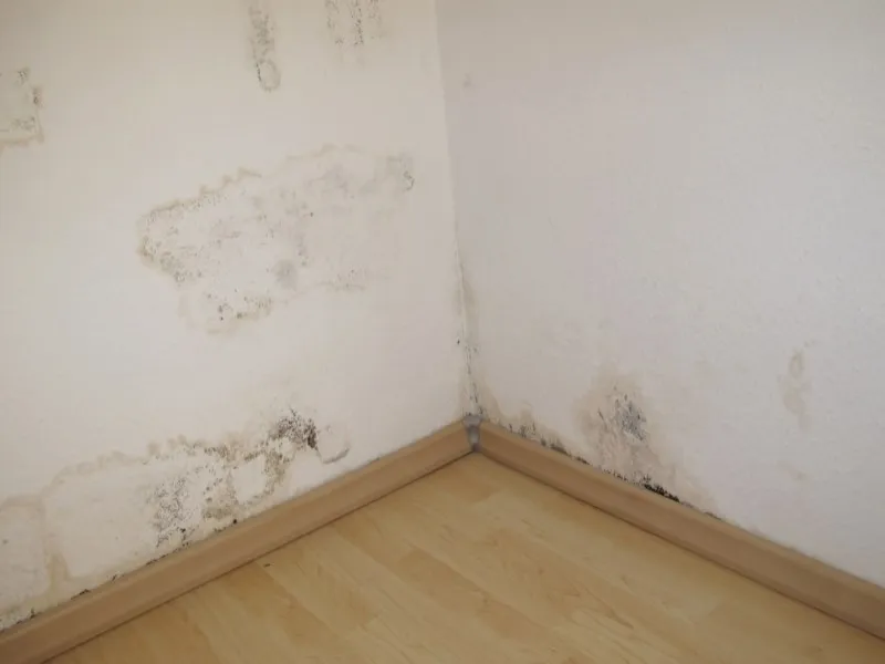 Come combattere la muffa in casa eliminandola totalmente
