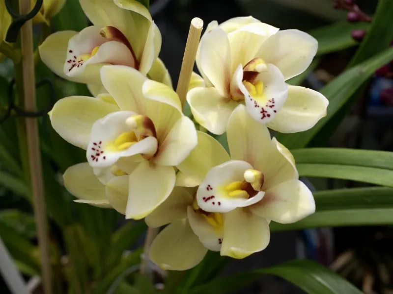 Rinvaso orchidee