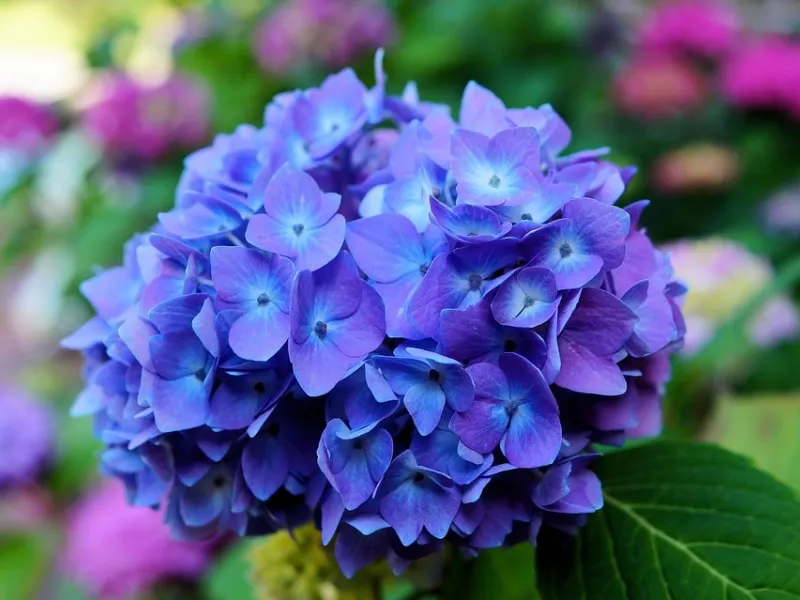 I coloratissimi fiori dell'ortensia