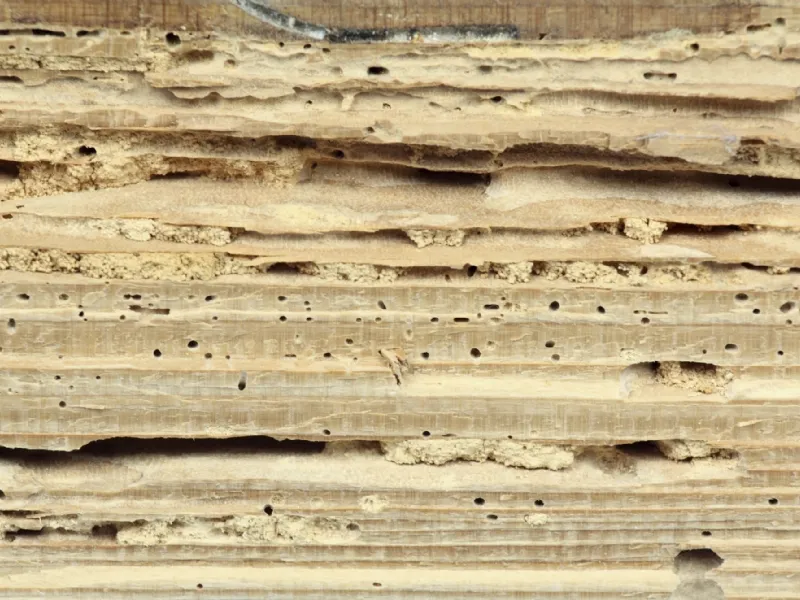 Esemplari di tarli del legnotarli del legno