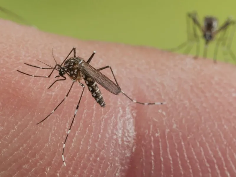 Ecco perché le zanzare pungono alcune persone più di altre