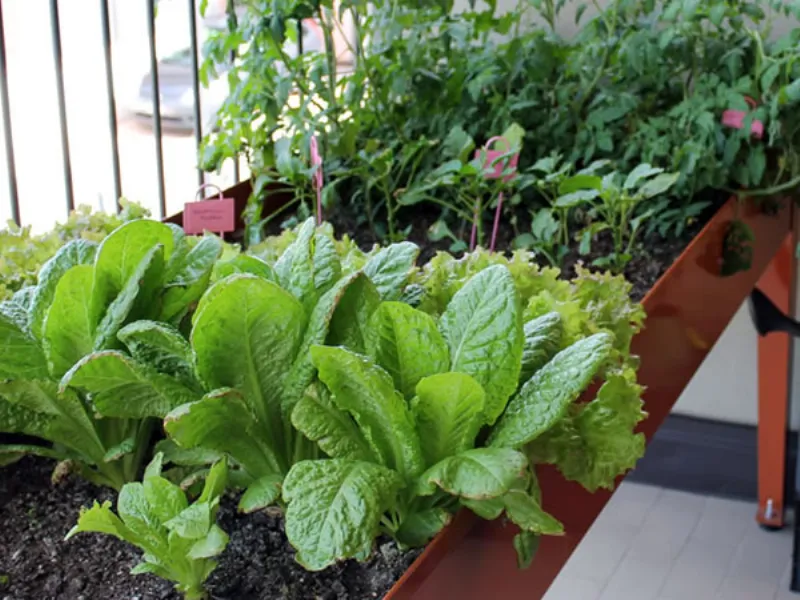 orto sul terrazzo