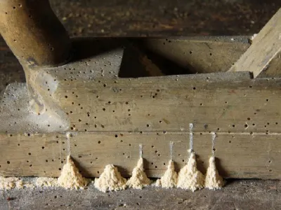 Danni causati dai tarli del legno