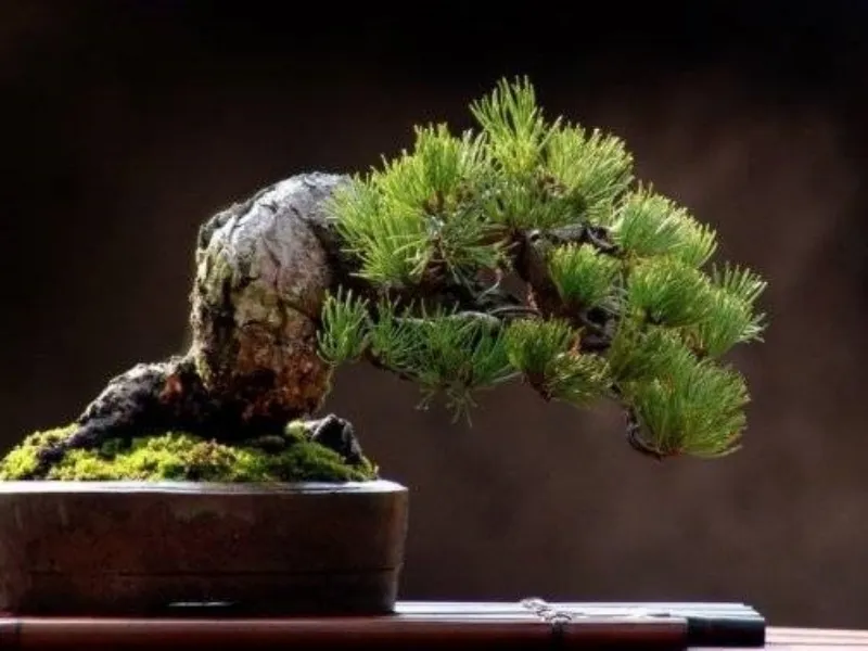 bonsai