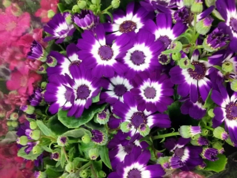 fiori da giardino perenni 