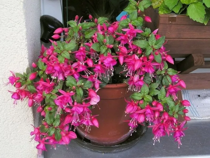 Un vaso di fucsia ideale per abbellire il terrazzo