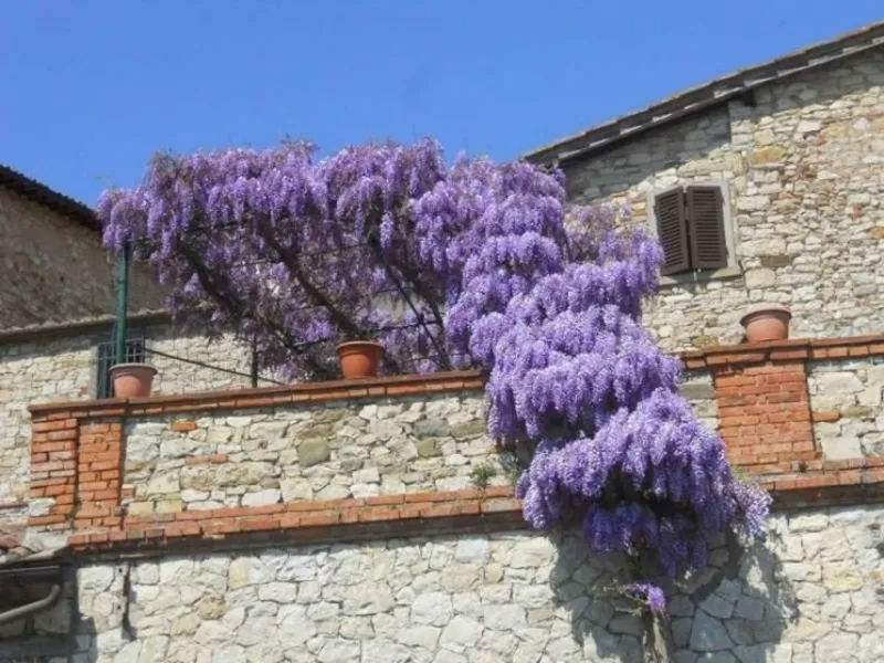 Un esemplare di glicine rampicante che ricopre un terrazzo