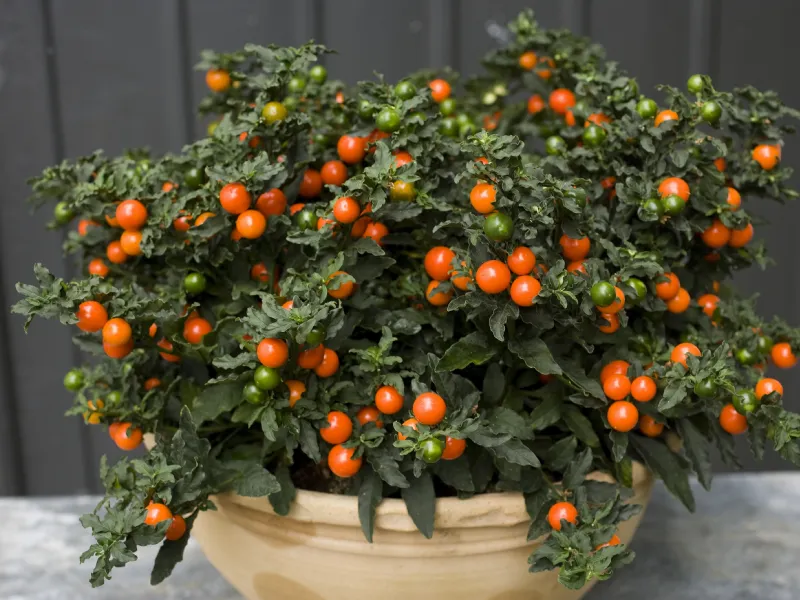 Una pianta di Solanum