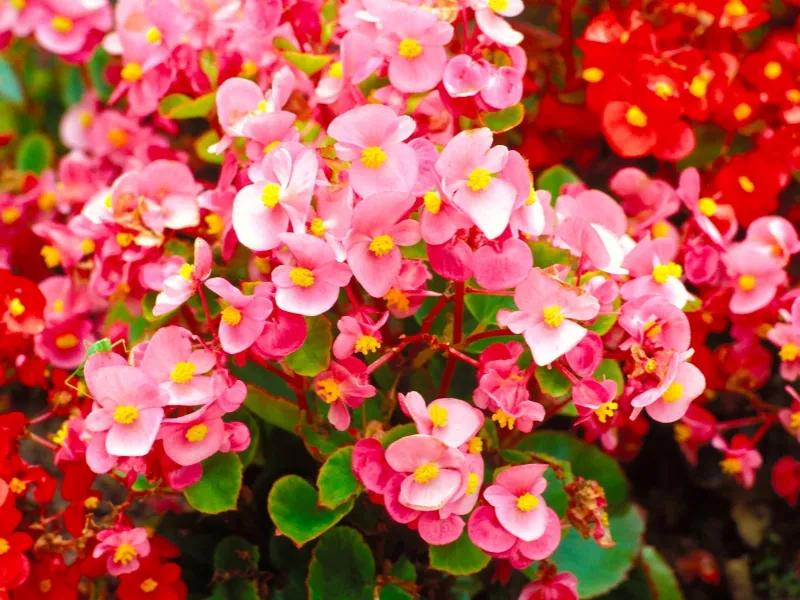 Una pianta di Begonia