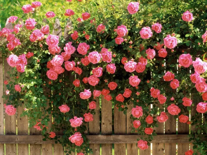 Fiori per giardino esposto al sole