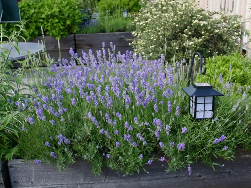 Fiori per giardino perenni