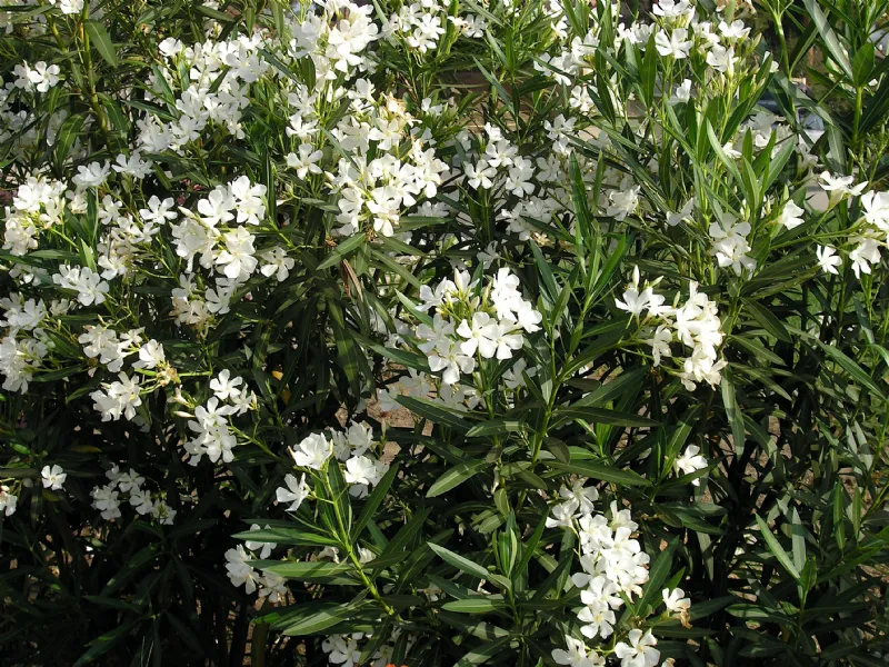 oleandro