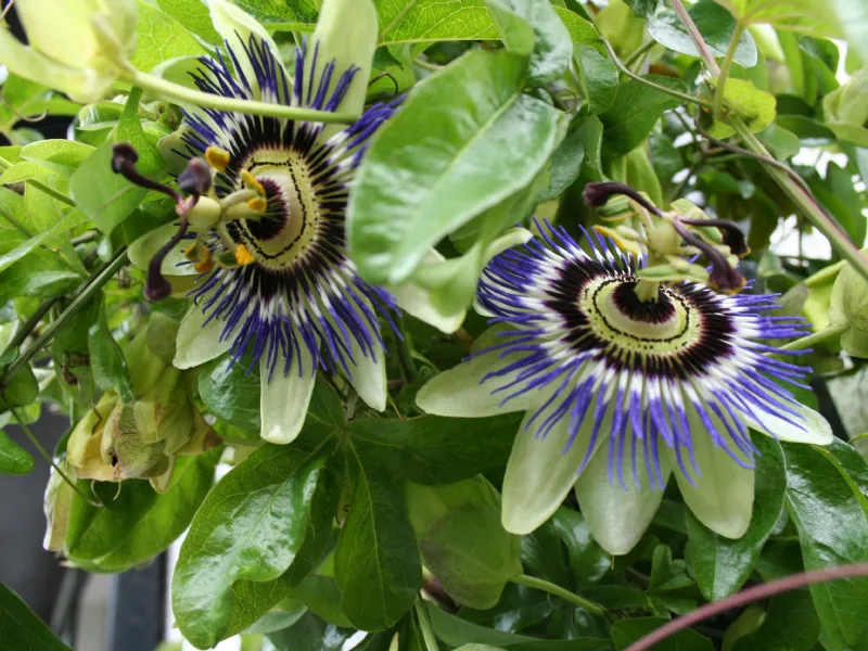 passiflora