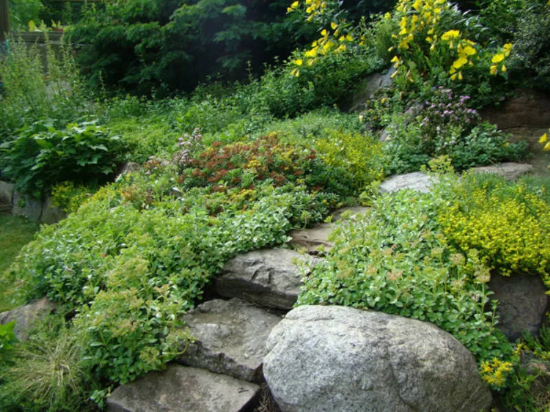rock garden