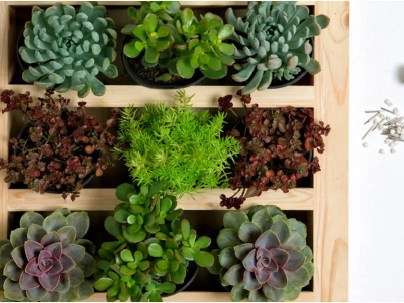 Un giardino verticale dentro casa