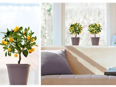 Homestickers da finestre