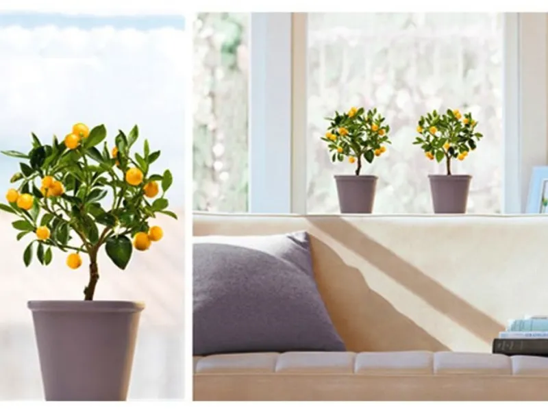 Homestickers da finestre