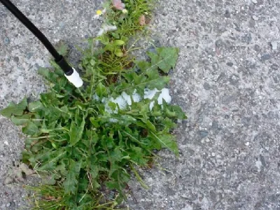 diserbanti naturali