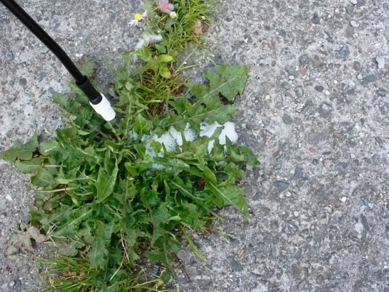 diserbanti naturali