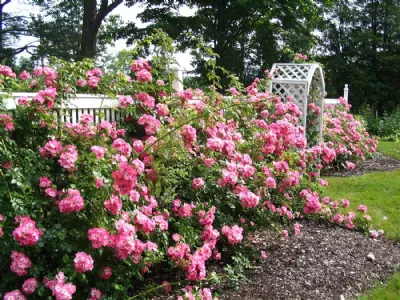 rose in giardino