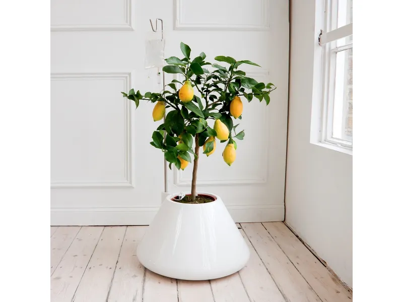 vaso di limoni