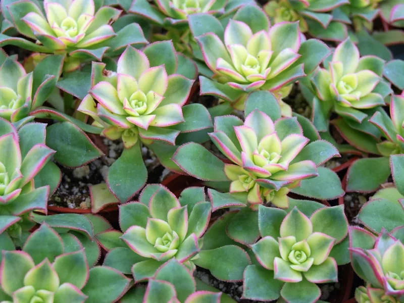 Pianta grassa nomi
