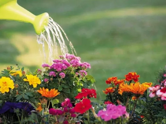 annaffiare il giardino