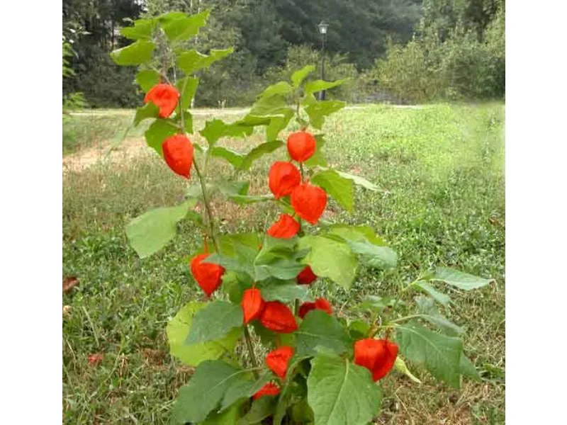 alkekengi