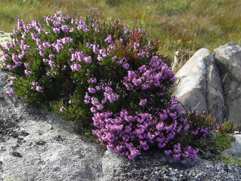 erica su roccia