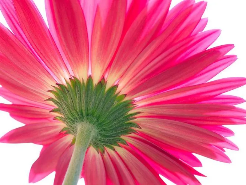 gerbera coltivata