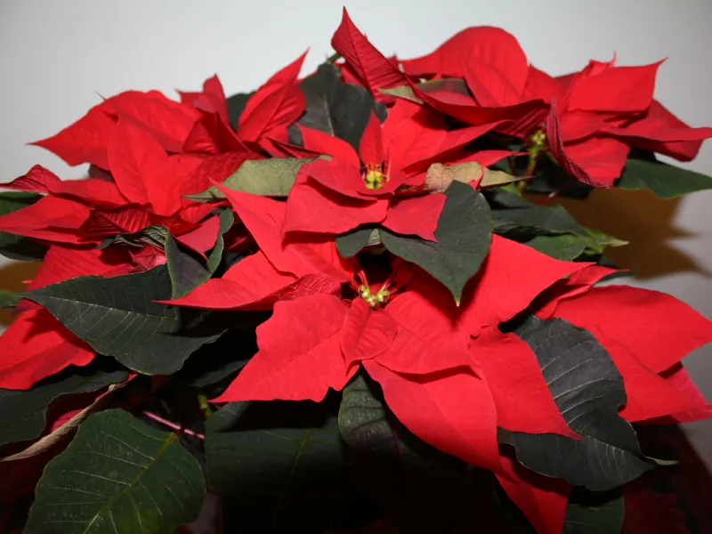 Stella di Natale