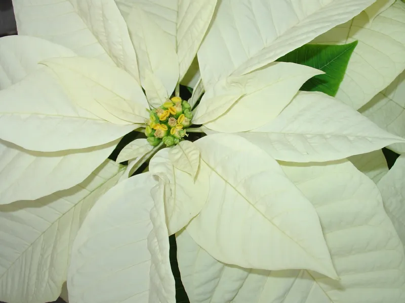 stella di Natale bianca